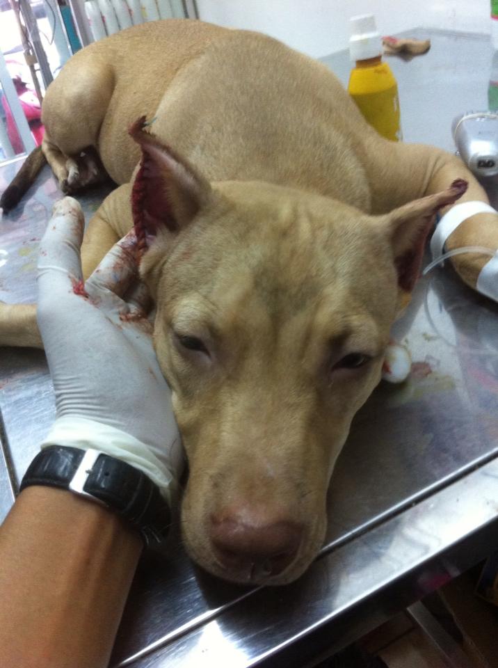 cắt tai chó pitbull