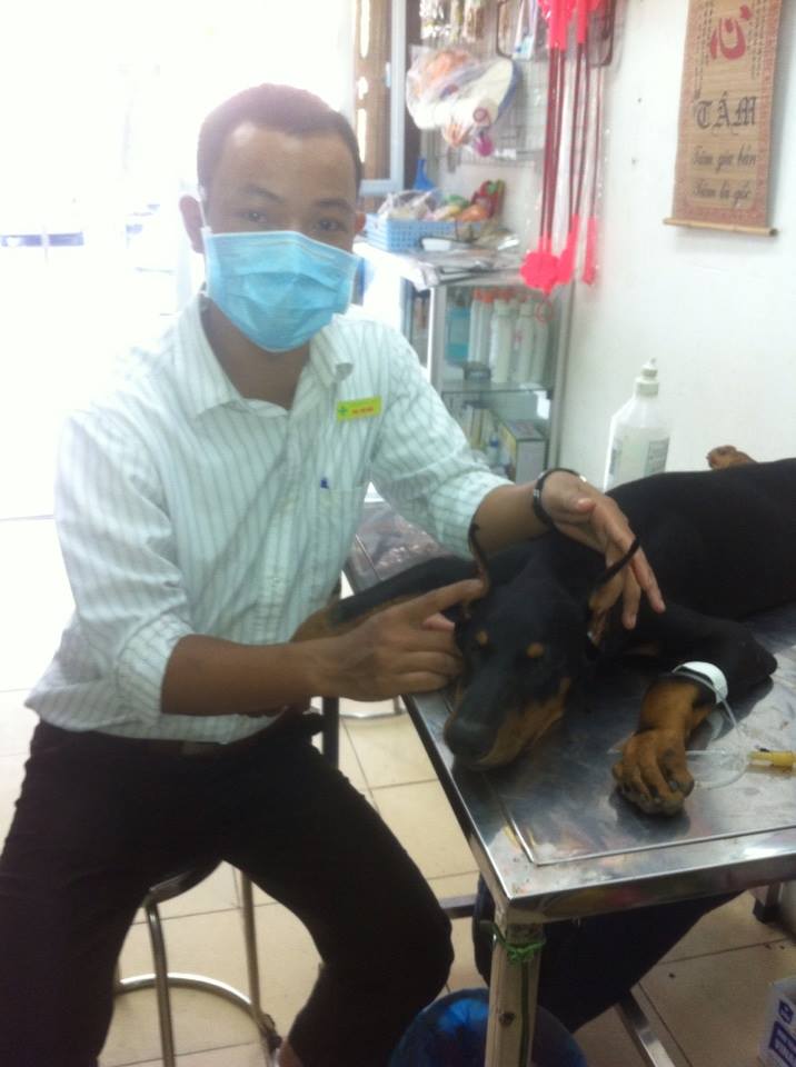 cắt tai chó dobecman